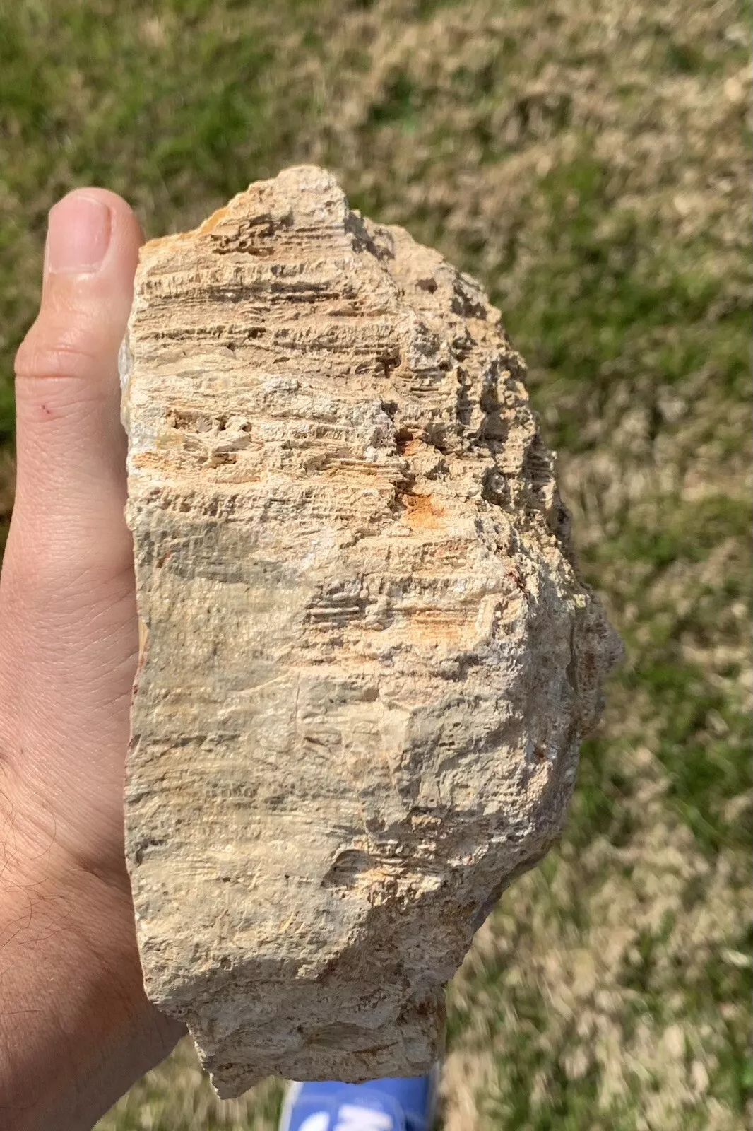 Rough Black Fossil Coral from Indonesia, Slab, Slice