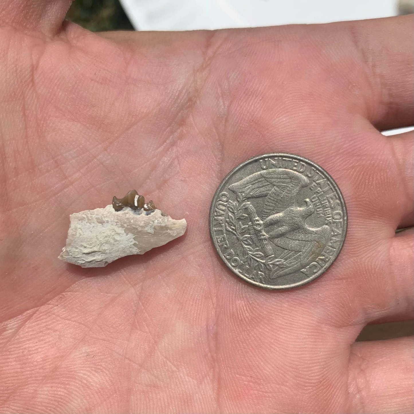 Fossil deer, leptomeryx, Jaw, Chadron Formation