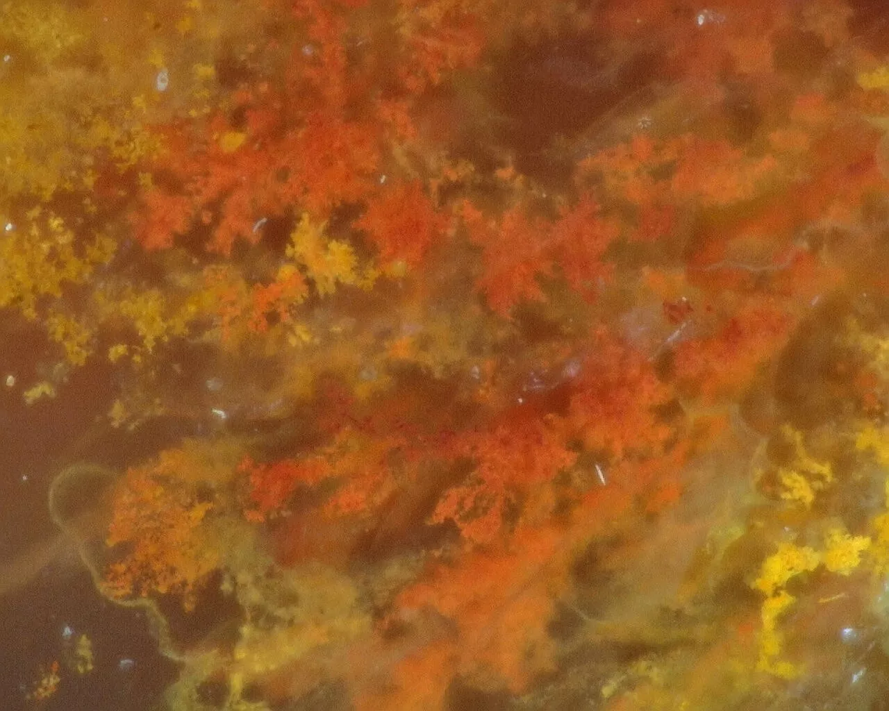 Polished Red Plume Agate from Indonesia, Slab, Slice
