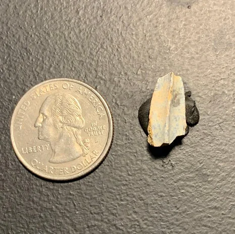 Edmontosaurus Dinosaur Tooth, Hell Creek Formation SD, Hadrosaur, Duck-billed