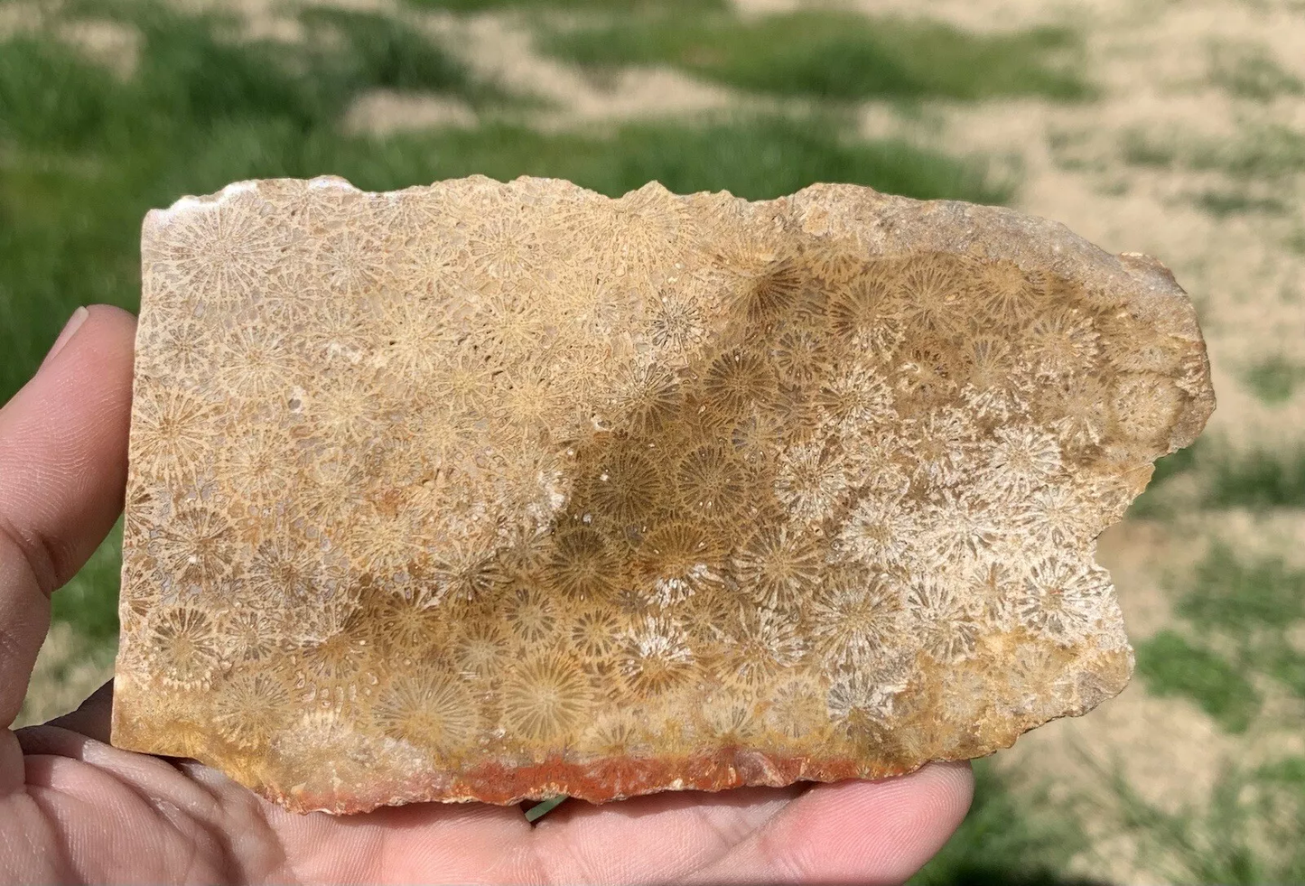 Polished agatized Fossil Coral from Indonesia, Slab, Slice