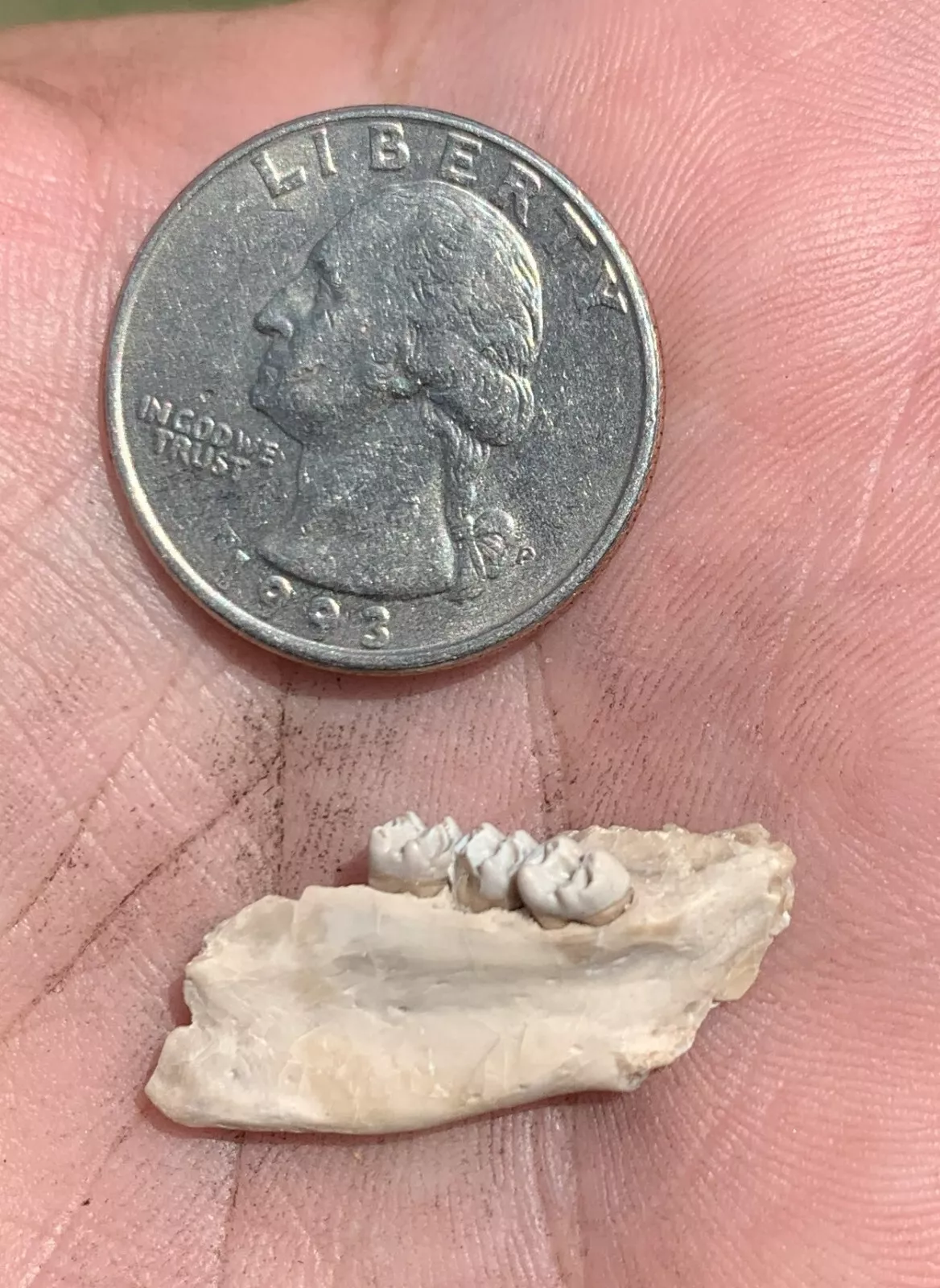 Fossil Squirrel Jaw, Ischyromys