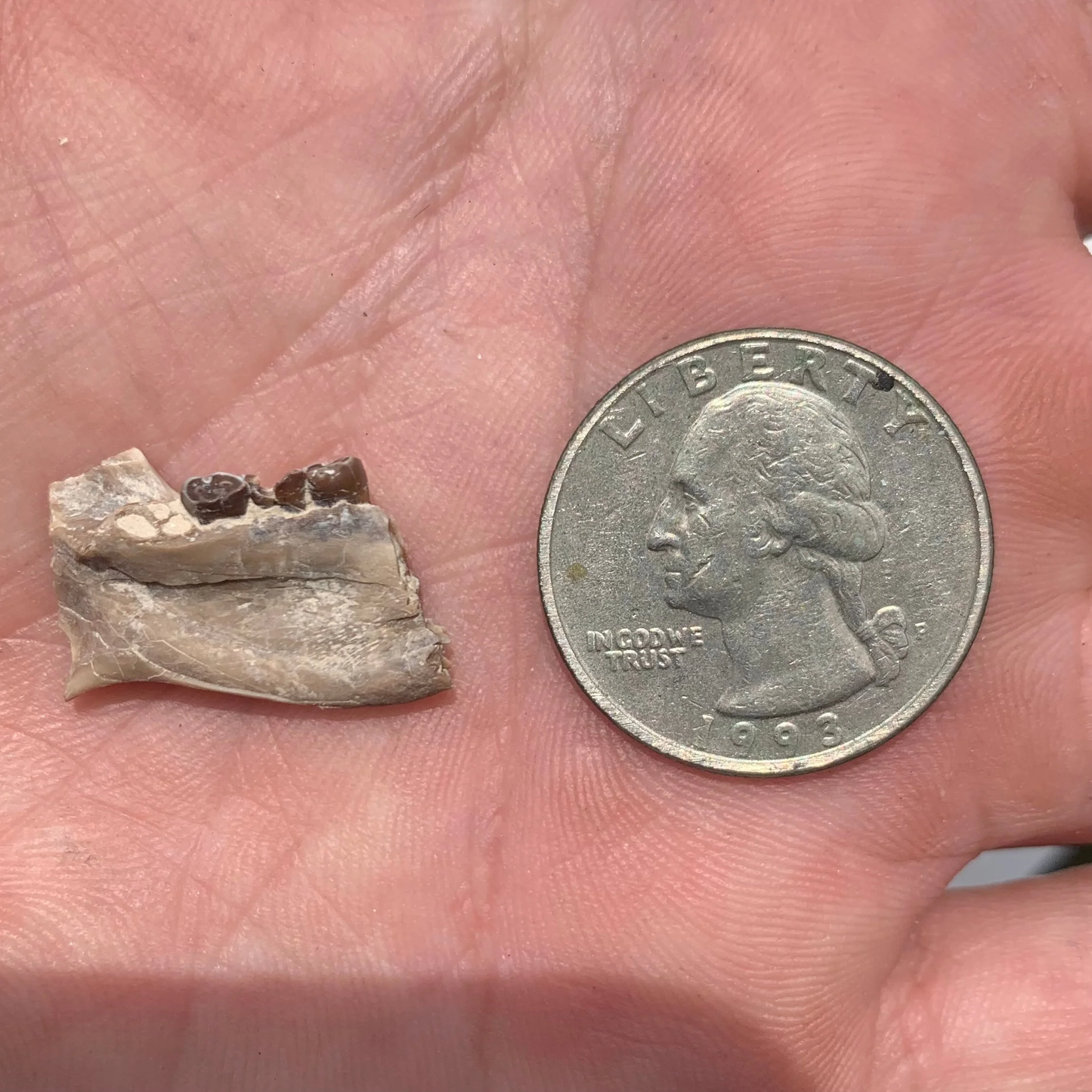 Fossil Squirrel Jaw, Ischyromys