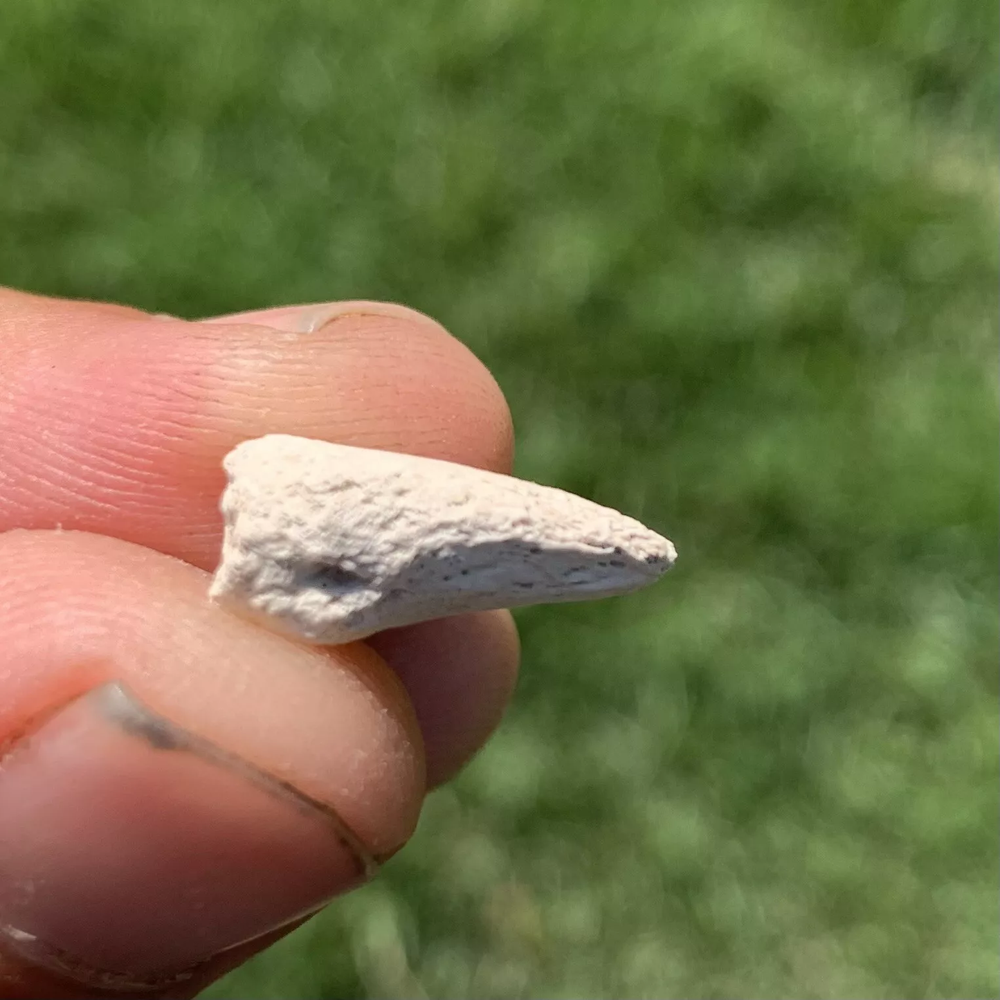 Tortoise Claw - White River Badlands