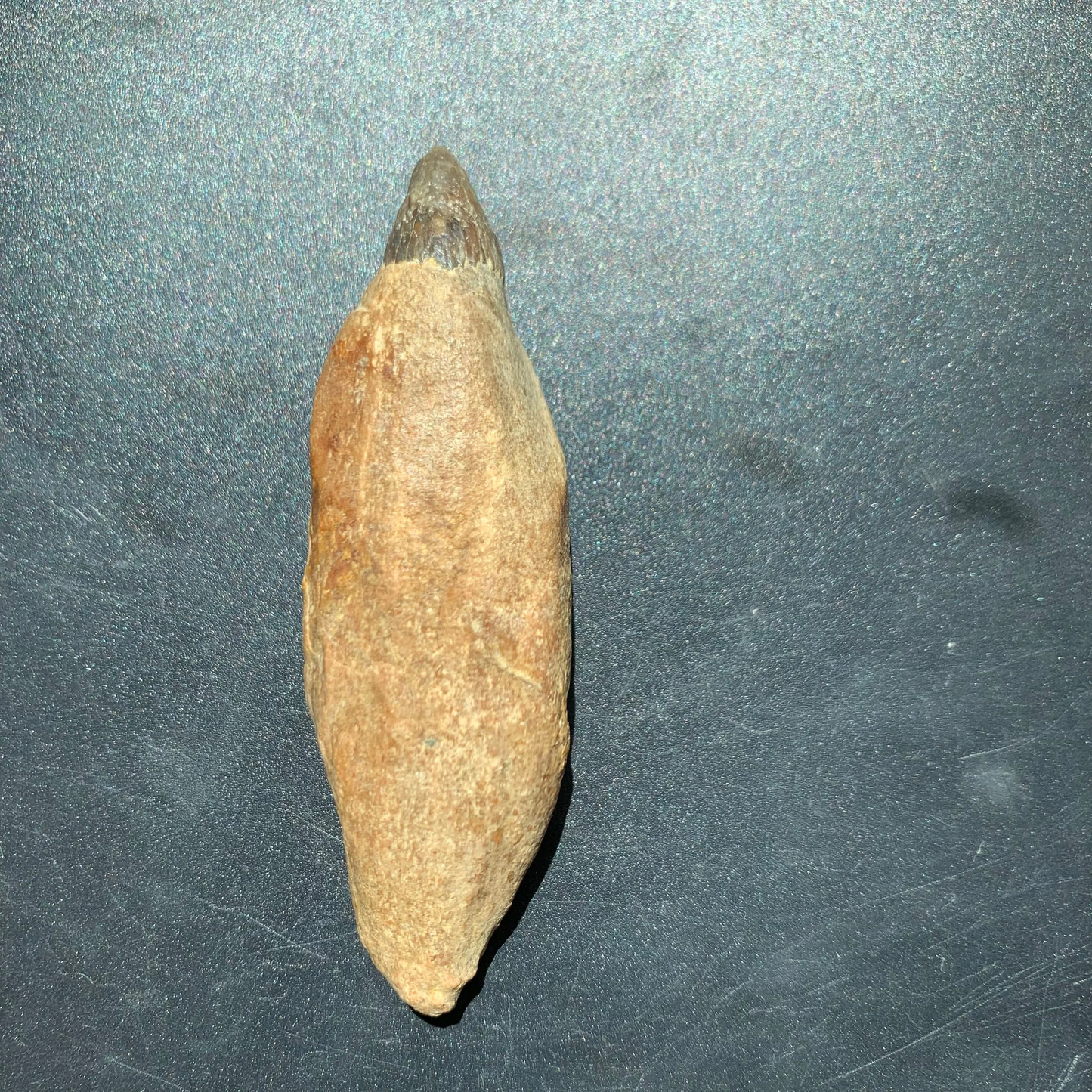 Scaldicetus sp.Whale tooth from Chile