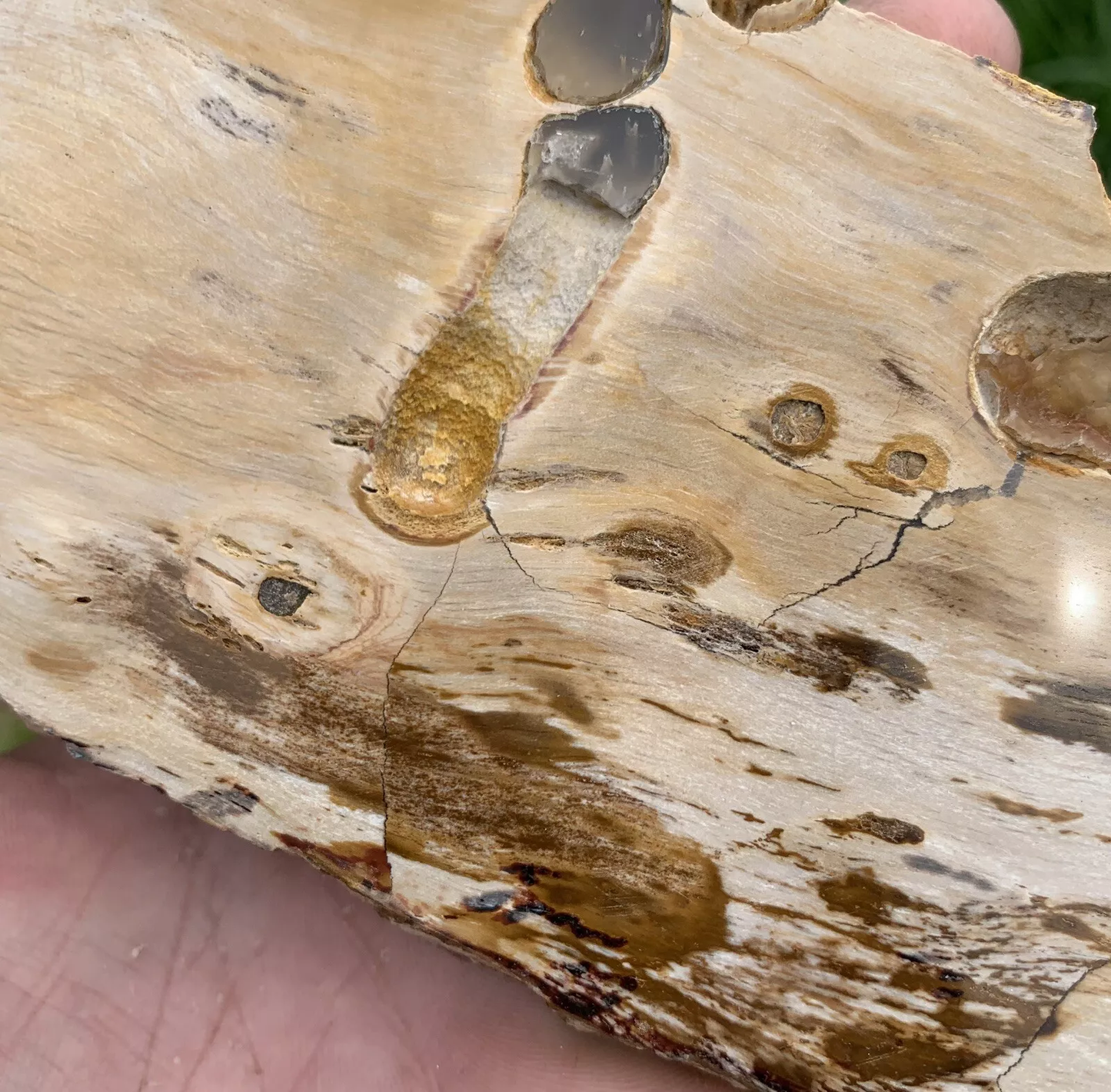 Polished Petrified Fossil Teredo Wood from Indonesia, Slab, Slice