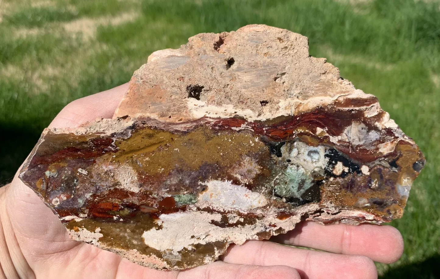 Polished Opalized Petrified Fossil Wood from Indonesia, Slab, Slice