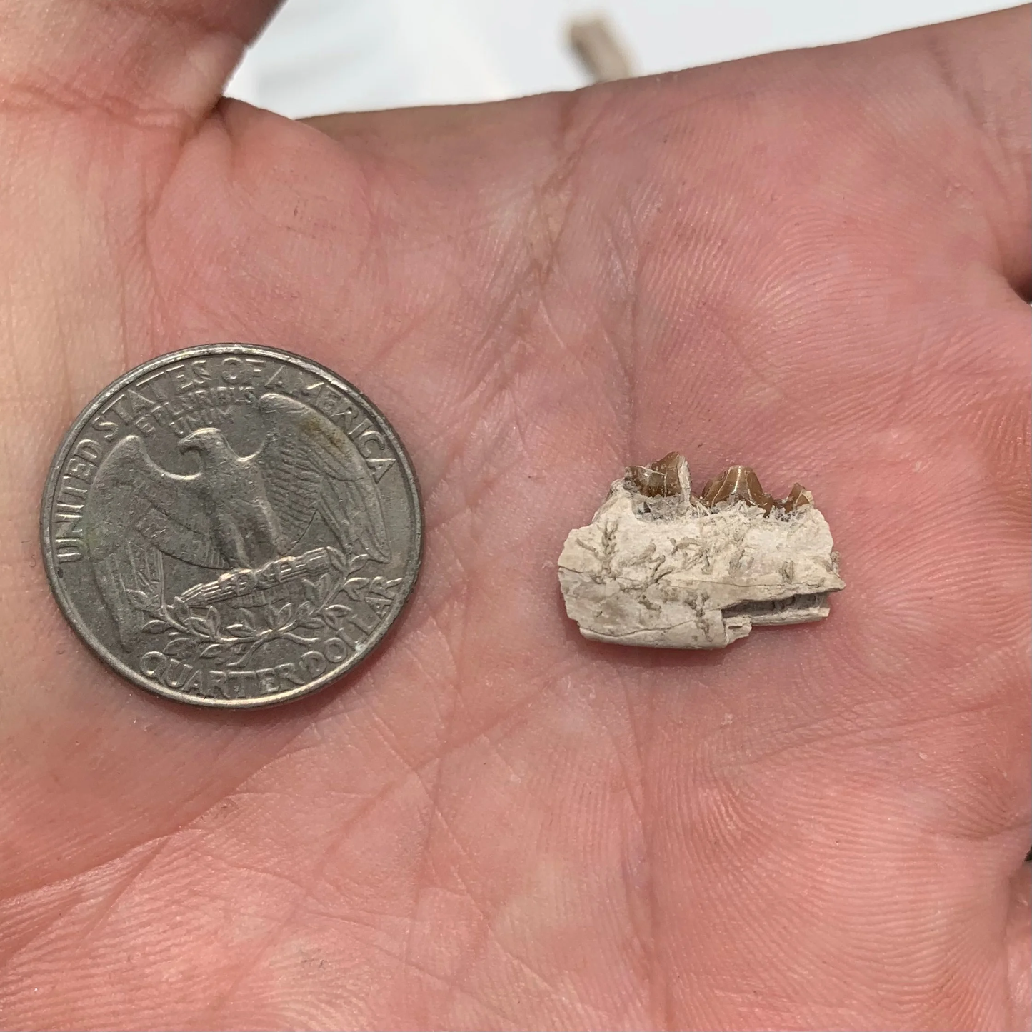 Fossil Dog Jaw, Hesperocyon, Nebraska