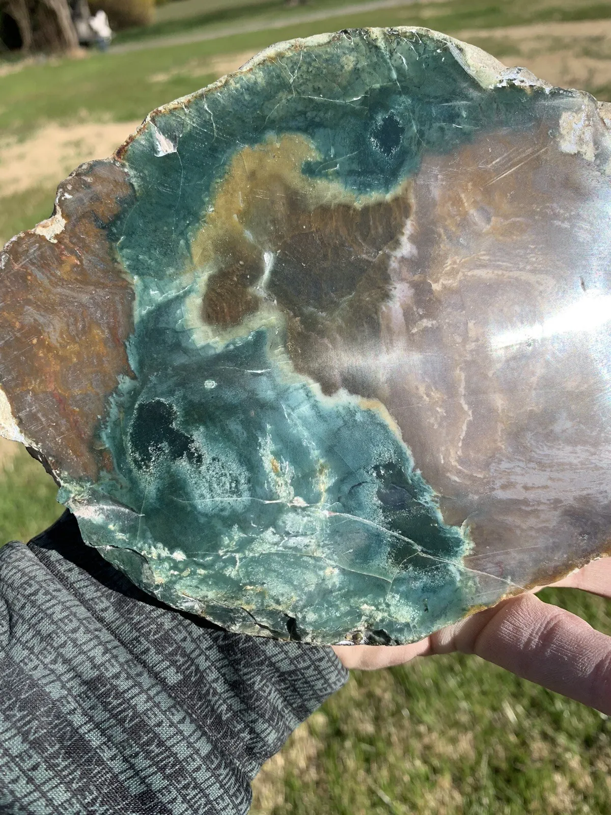 Polished Petrified Fossil Wood from Indonesia, Slab, Slice