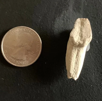 Archaeotherium Partial Premolar Tooth