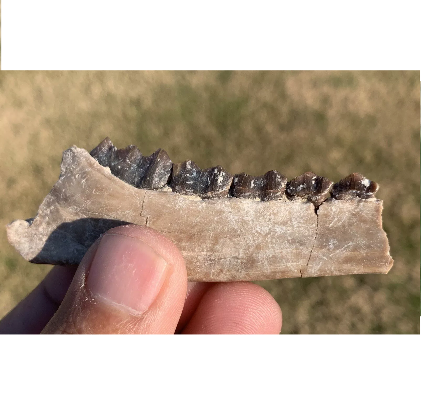 Nice camel jaw, Poebrotherium, Eocene, Chadron Formation Nebraska