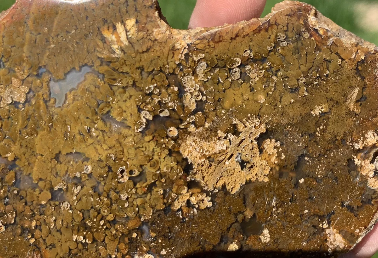 Polished Brown Plume Agate from Indonesia, Slab, Slice