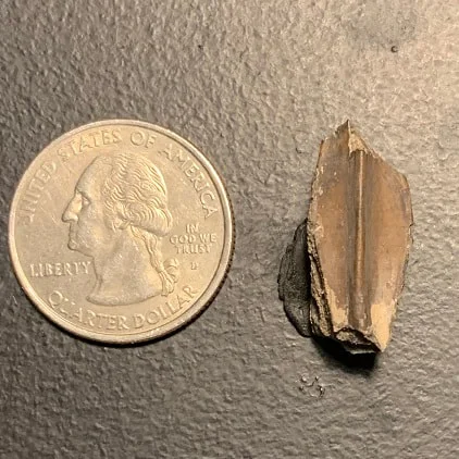 Edmontosaurus Dinosaur Tooth, Hell Creek Formation SD, Hadrosaur, Duck-billed