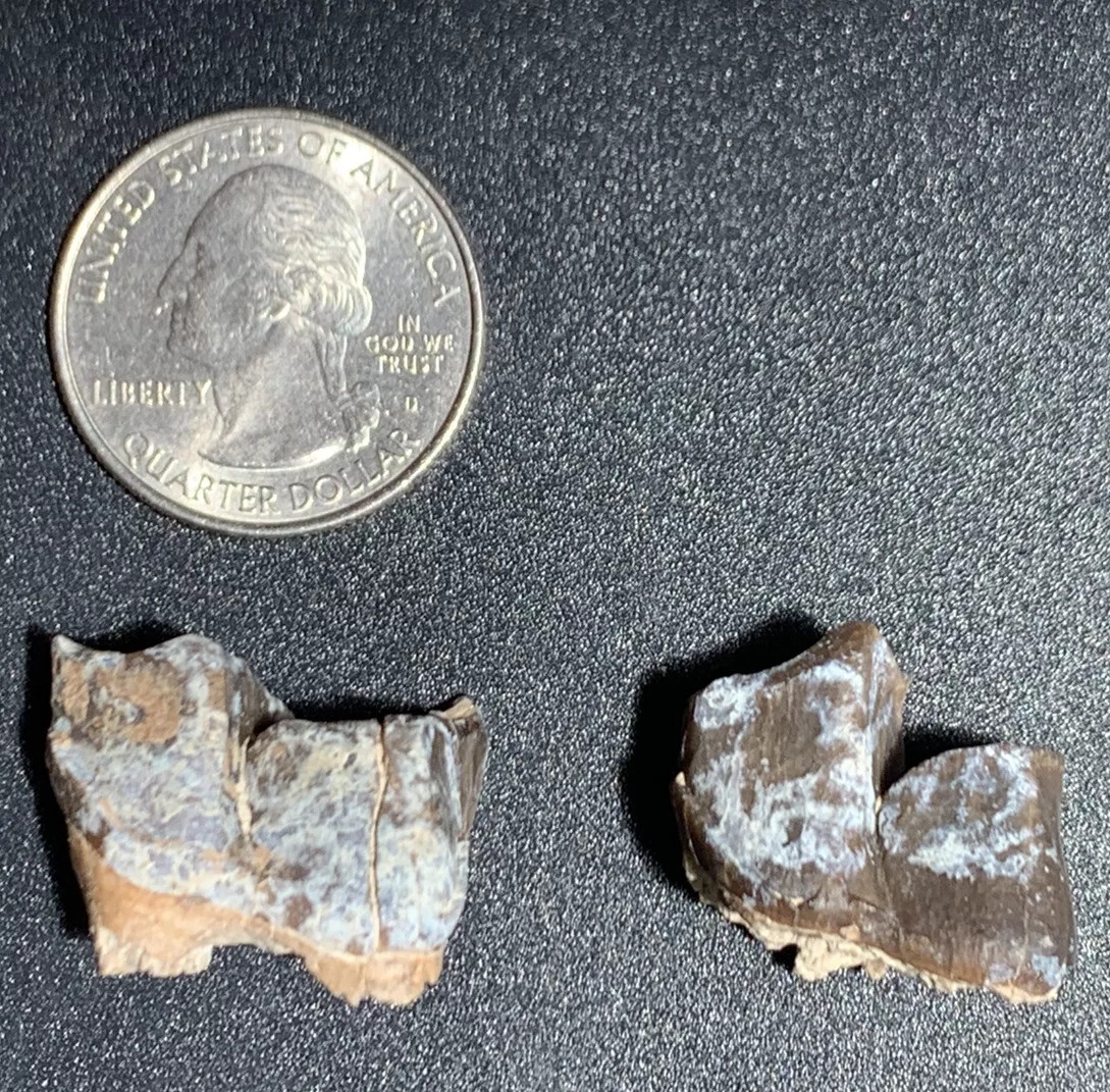 Pair of Rhino Teeth, SubHyracodon, Nebraska