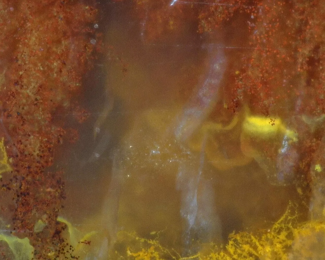 Polished Red Plume Agate from Indonesia, Slab, Slice