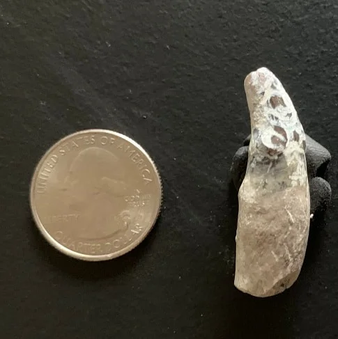 Archaeotherium Incisor Tooth