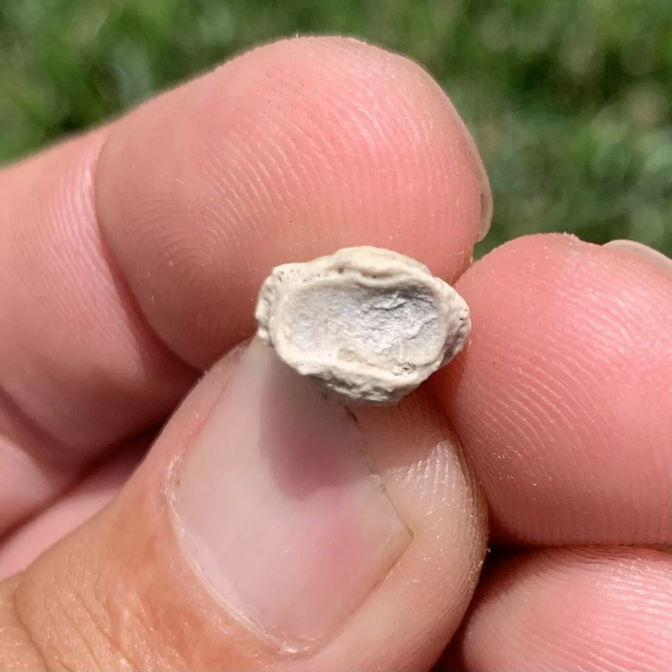 Tortoise Claw - White River Badlands