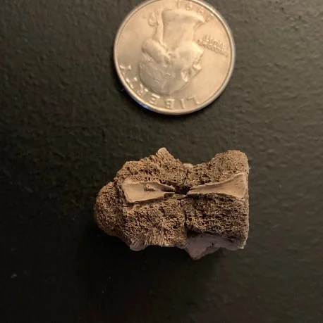 Crocodile Vertebrae