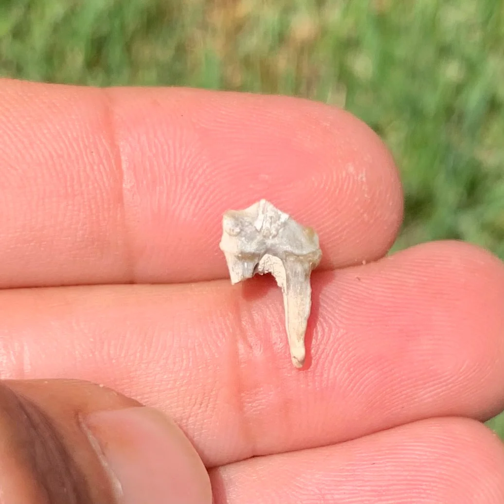 Fossils Camel Lower Jaw Premolar Tooth, Poebrotherium