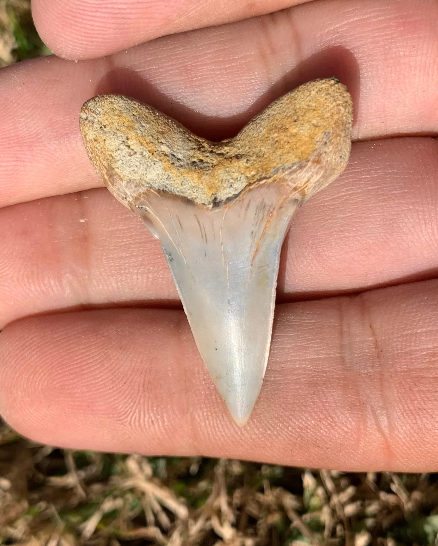 1.53" Carcharodon planus - Bakersfield