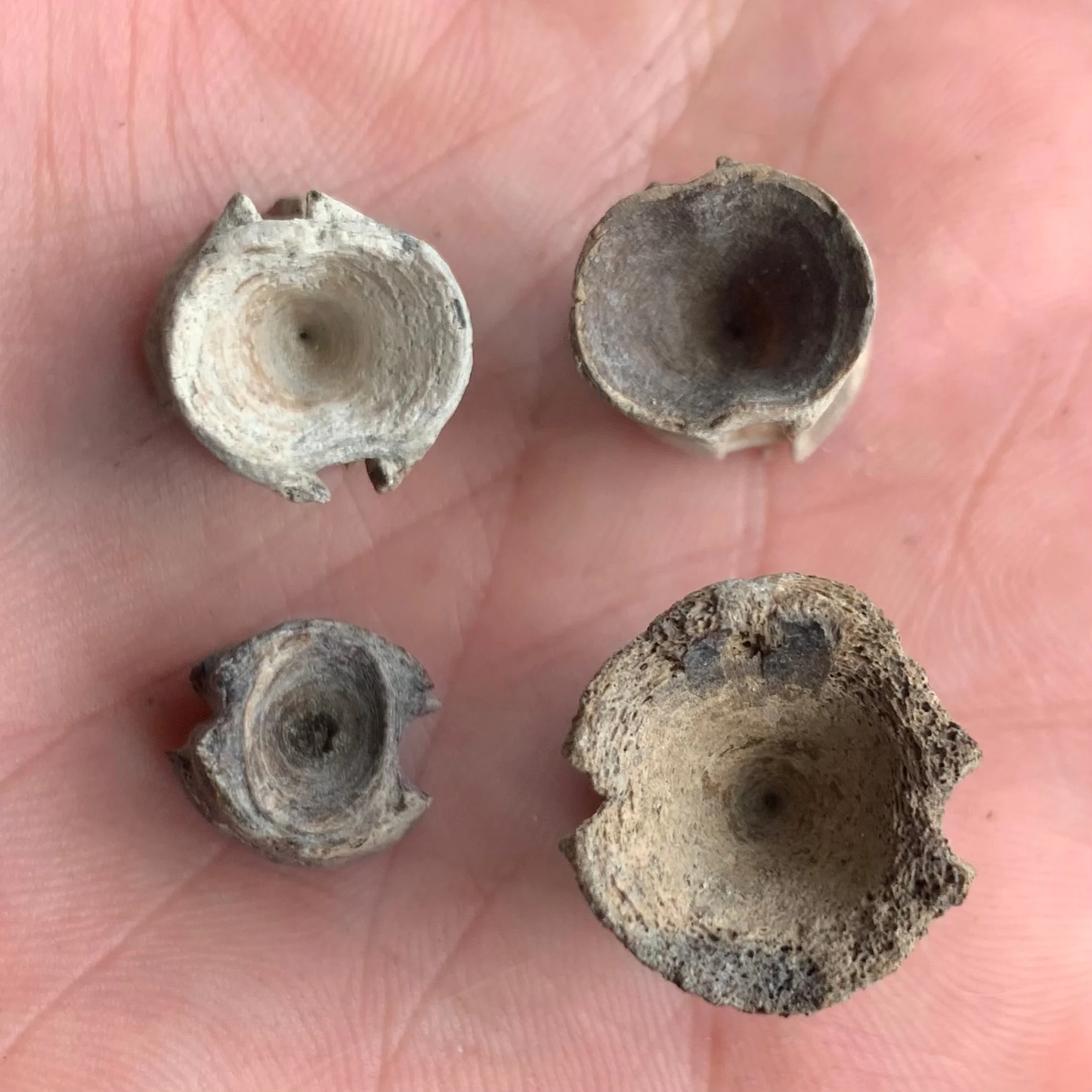 Filefish Vertebrae, Aluterus Sp. - Lee Creek