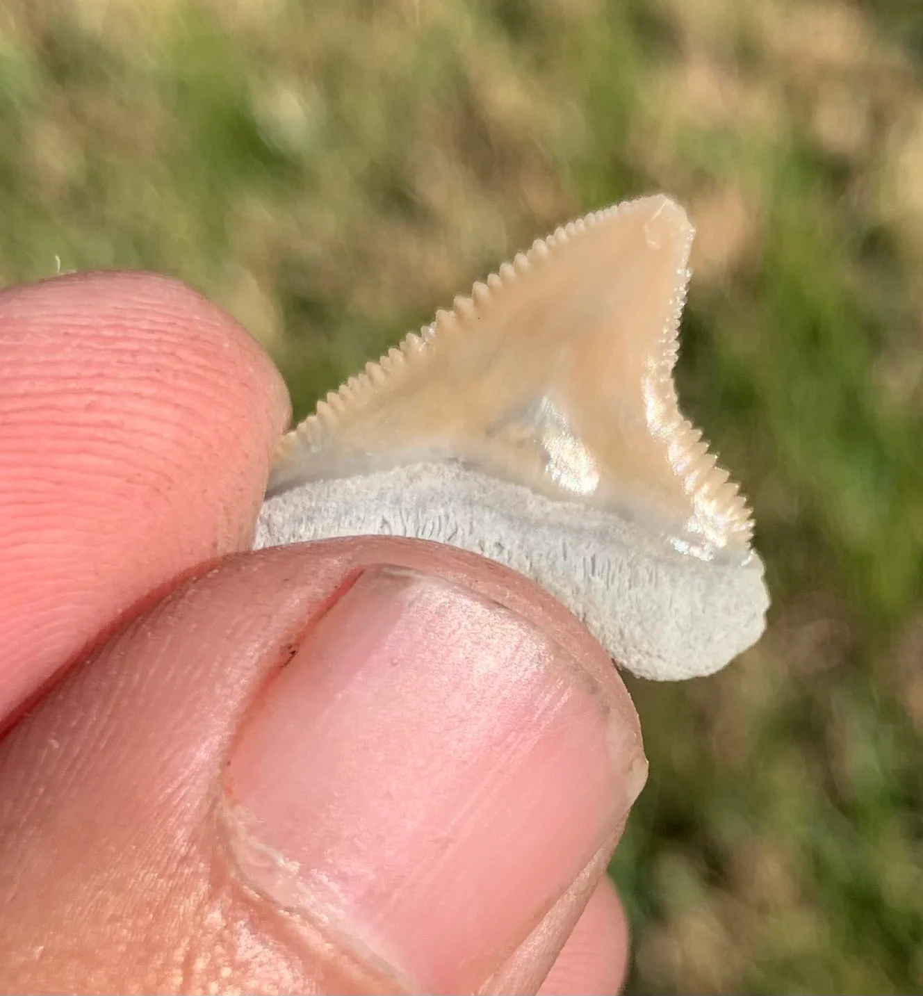 .86” Carcharhinus leucas - Lee Creek Mine