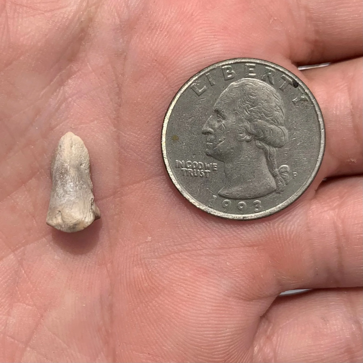 Fossil Oreodont Hoof