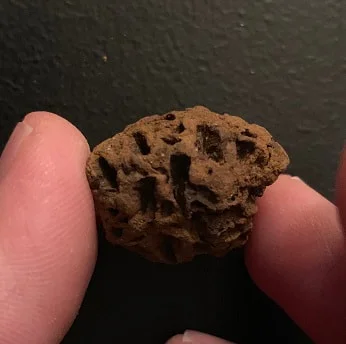 Pine Cone