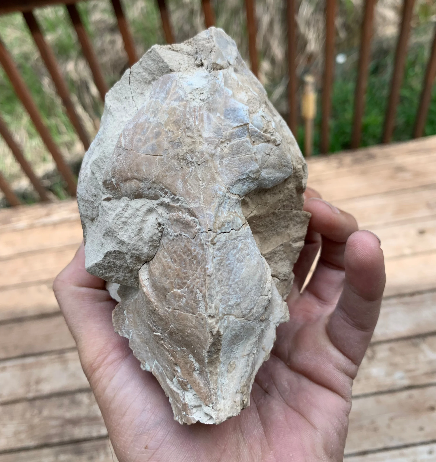 Oreodont upper skull on natural matrix stand