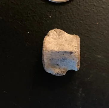 Champosaur vertebrae