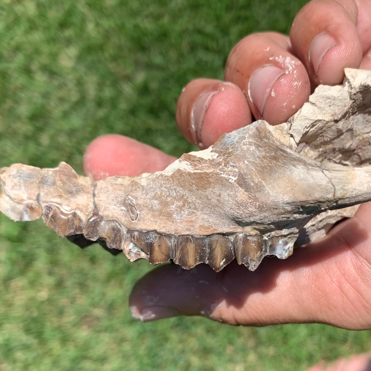 Nice Partial Camel Skull, Poebrotherium, Oligocene, Brule Formation, Nebraska