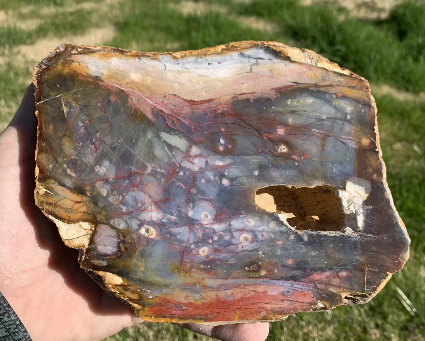 Extremely Colorful Polished Petrified Wood with a large Druzy Pocket From Indonesia