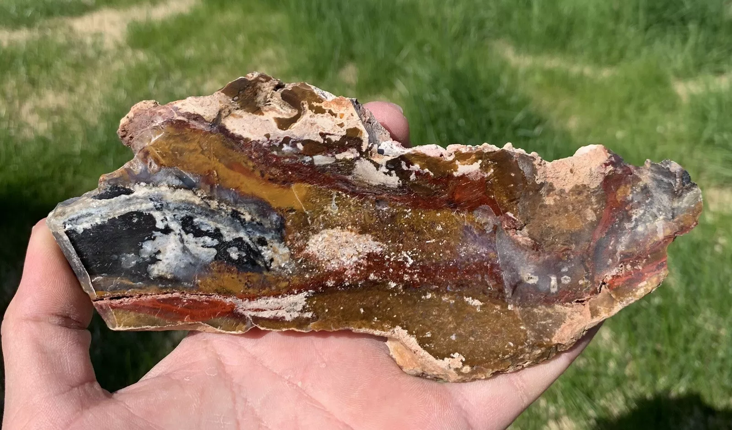 Polished Opalized Petrified Fossil Wood from Indonesia, Slab, Slice