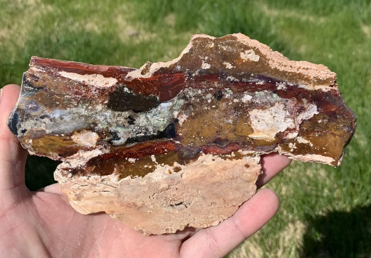 Polished Opalized Petrified Fossil Wood from Indonesia, Slab, Slice