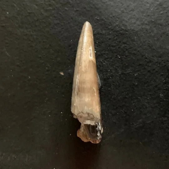 Sharp Serrated Nanotyrannus lancensis Tooth