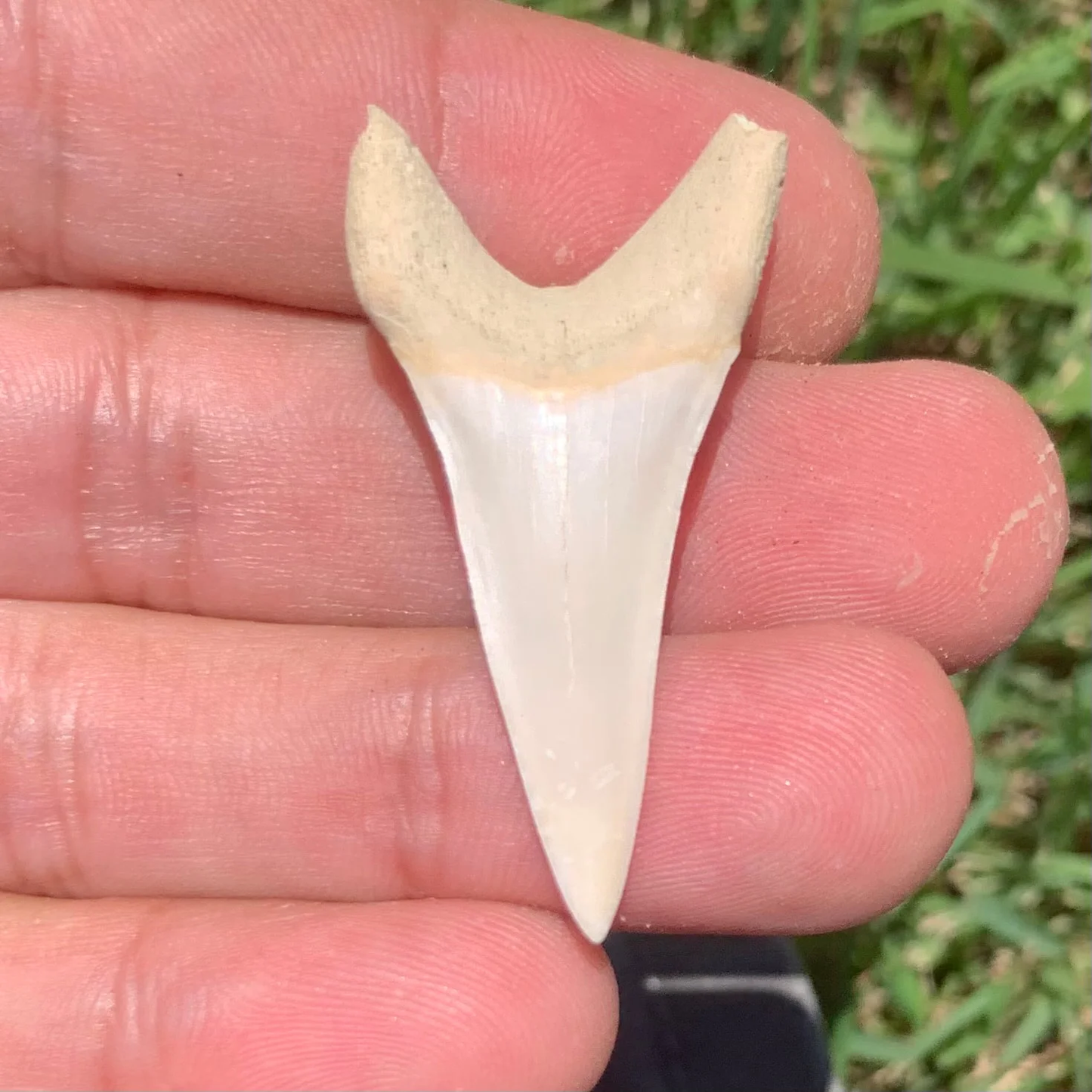 1.63” Carcharodon hastalis - Bakersfield