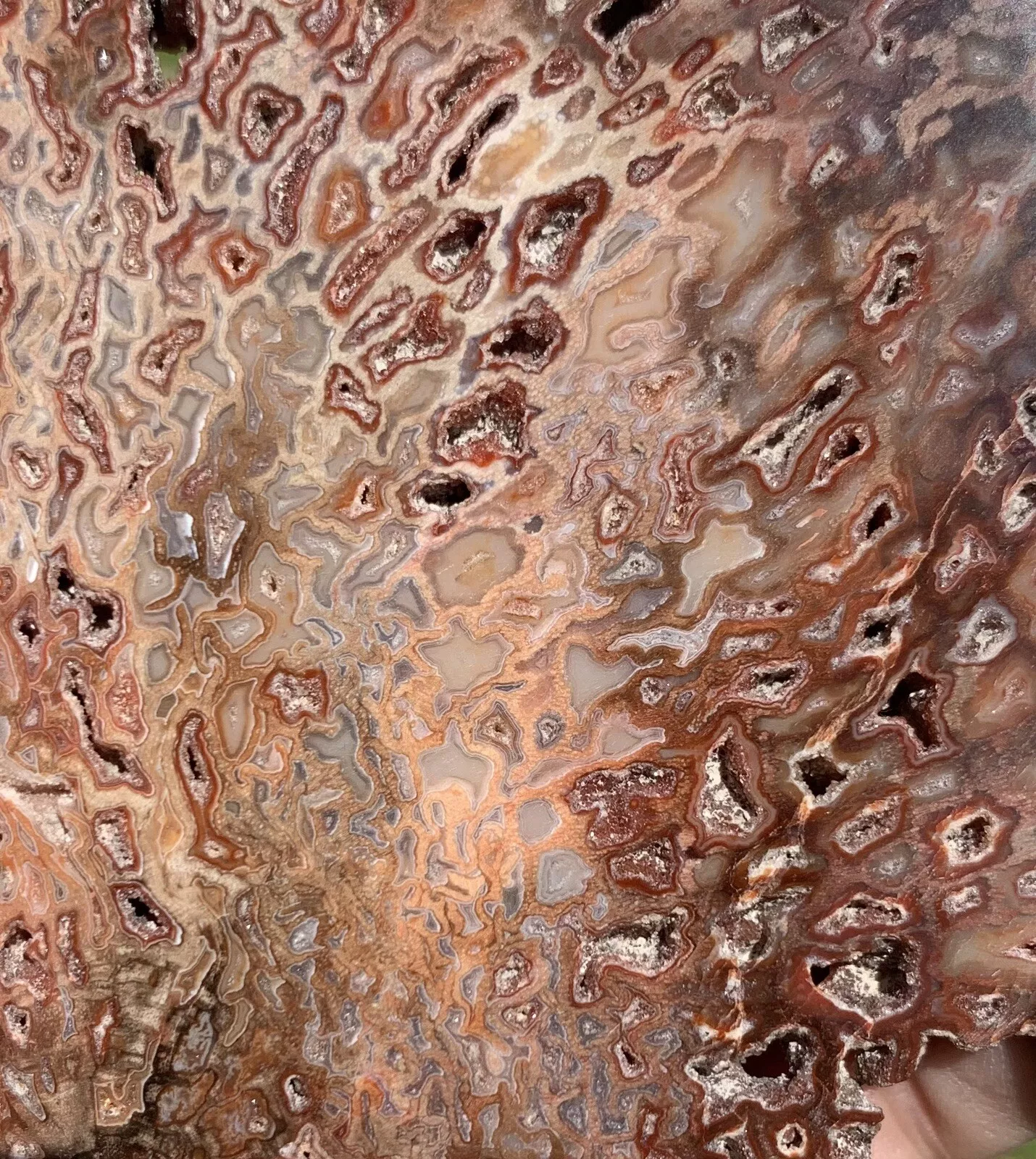 Polished Petrified Fossil Hard Wood with Druzy Pockets From Indonesia