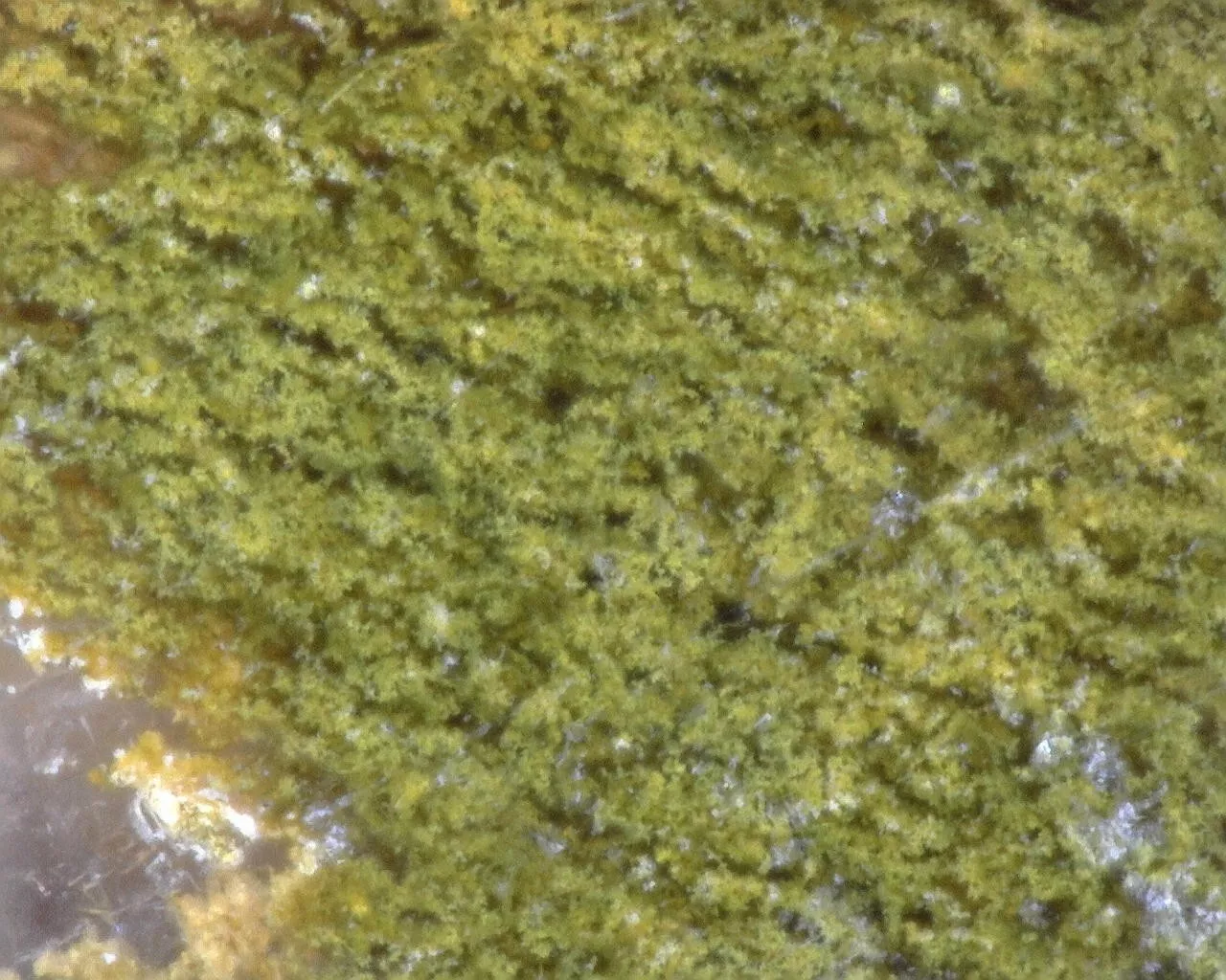 Polished Green Agate slab from Indonesia