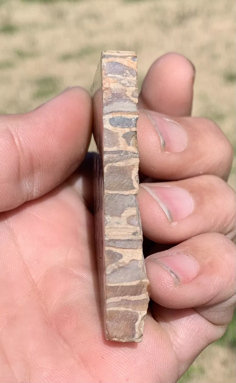 Polished Petrified Fossil Hard Wood with Druzy Pockets Indonesia, Slab, Slice
