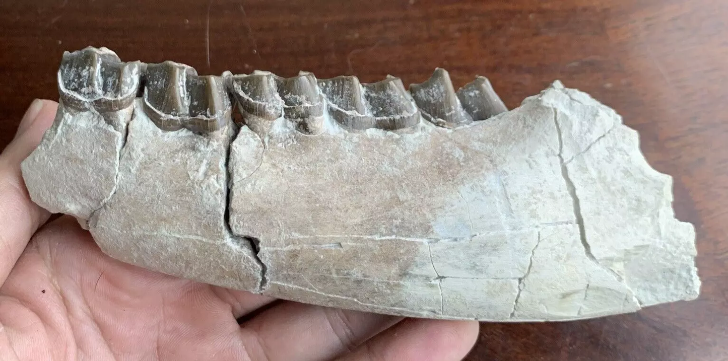 Fossil Rhino Jaw, Subhyracodon White river badlands, Nebraska