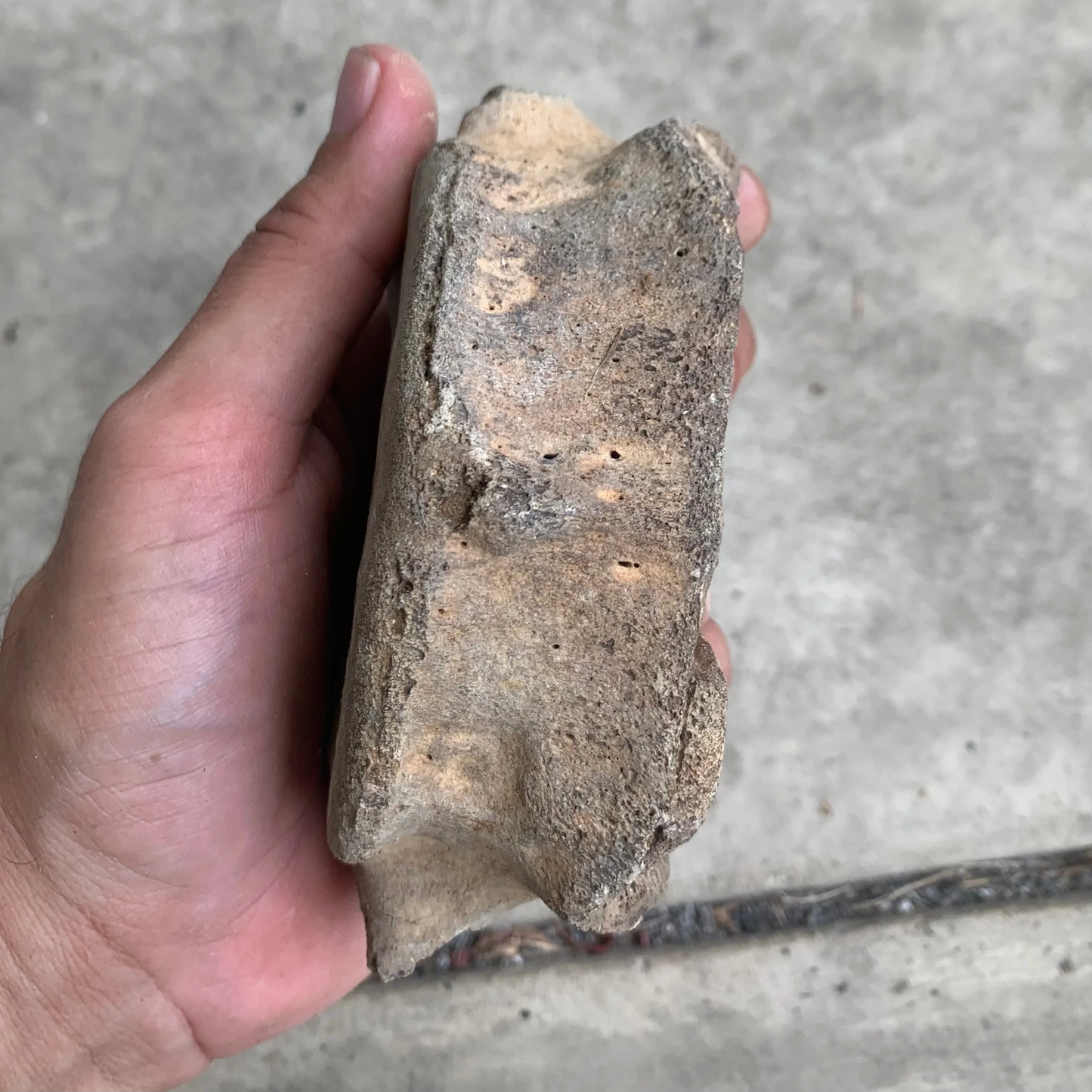 Fossil Whale Vertebra From the Miocene of Virginia