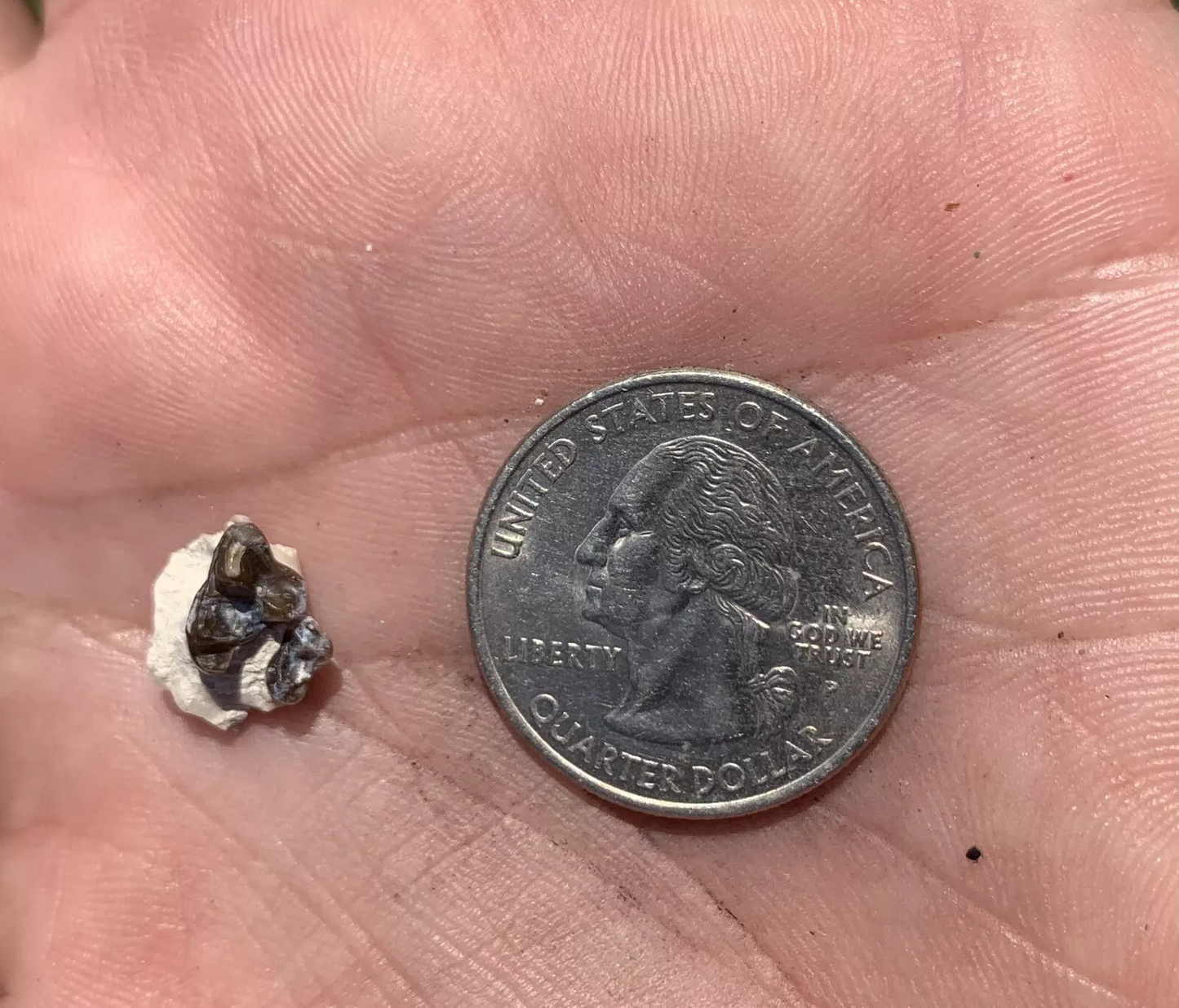 Fossil Dog Palate With Teeth, Hesperocyon, Nebraska