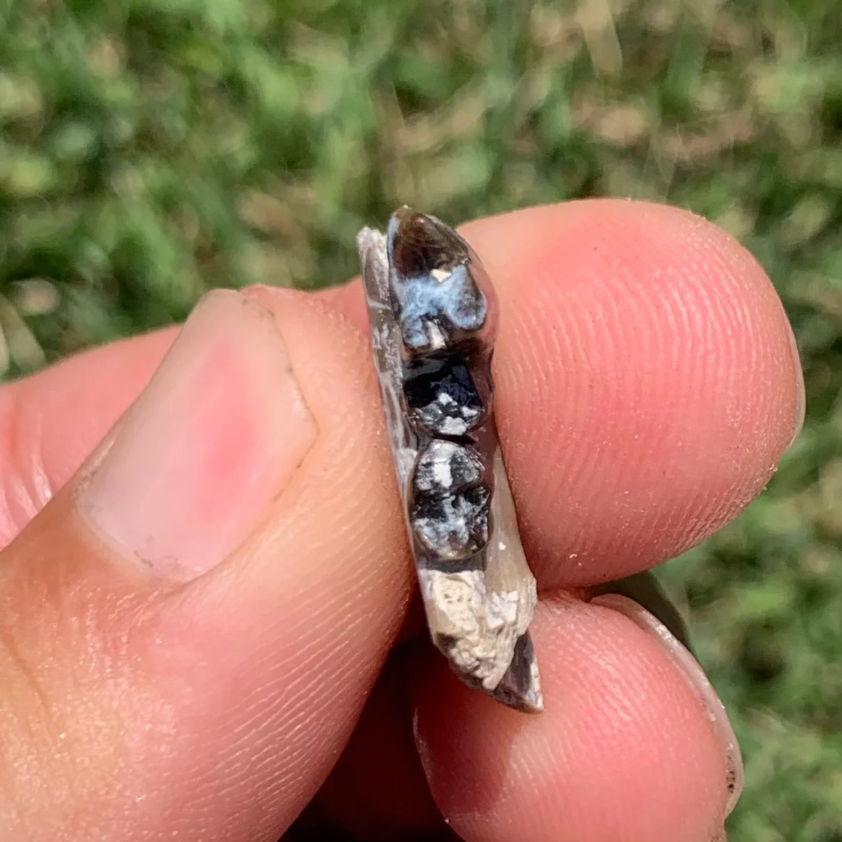Fossil Dog Jaw, Hesperocyon, Nebraska