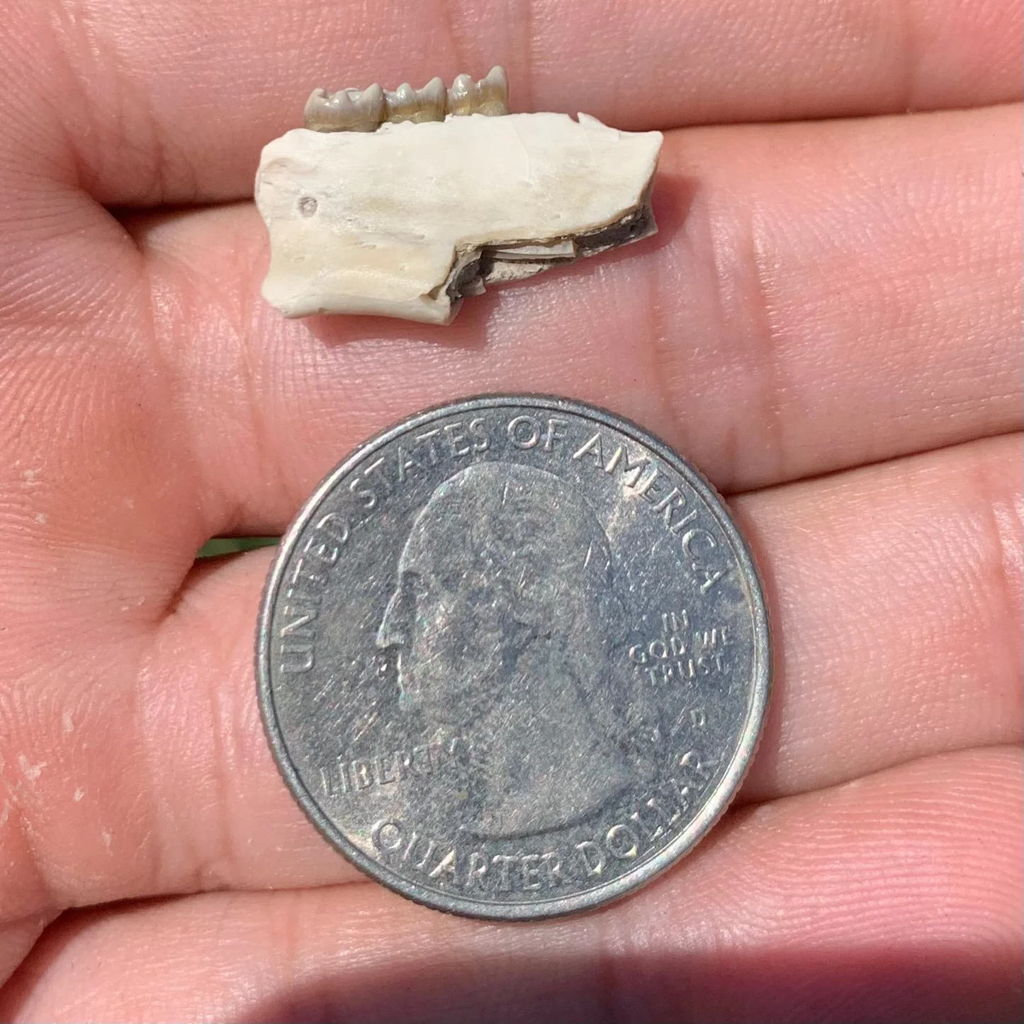 Fossil Squirrel Lowe Jaw, Ischyromys