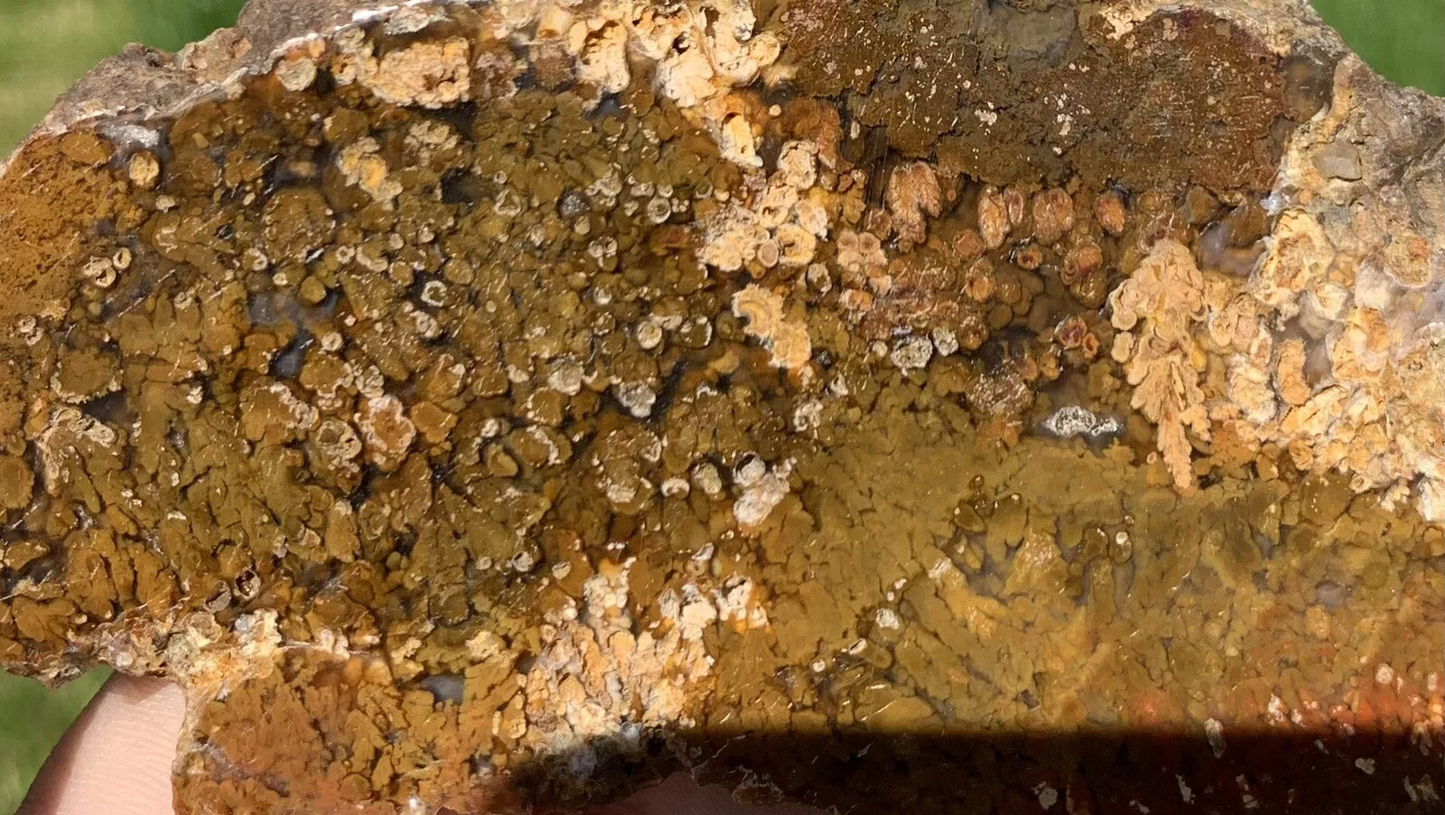 Polished Brown Plume Agate from Indonesia, Slab, Slice