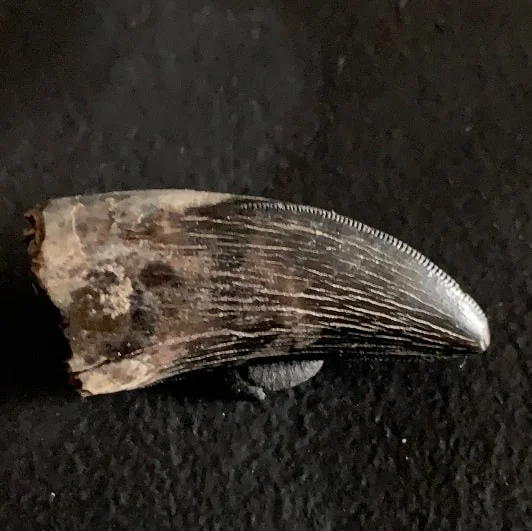 Sharp Serrated Nanotyrannus lancensis Tooth