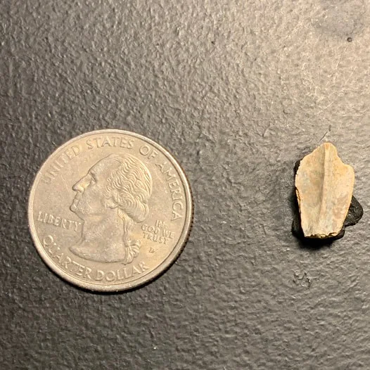 Edmontosaurus Dinosaur Tooth, Hell Creek Formation SD, Hadrosaur, Duck-billed