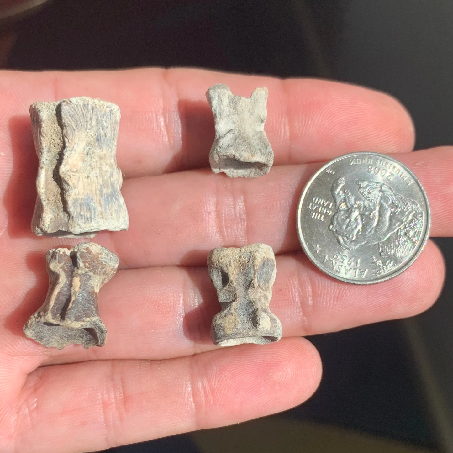 Filefish Vertebrae, Aluterus Sp. - Lee Creek