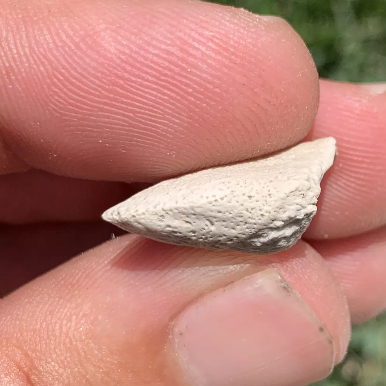 Tortoise Claw - White River Badlands