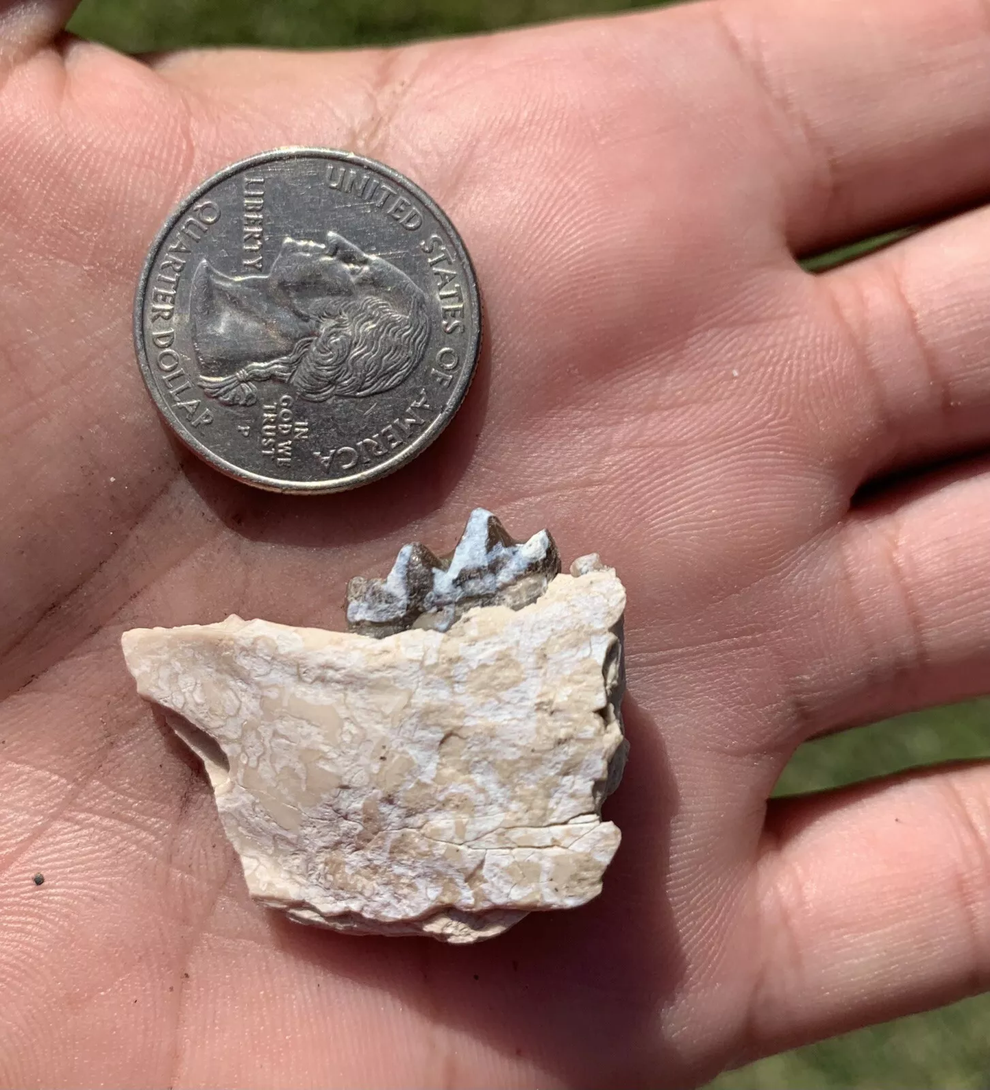 Fossil Horse Jaw With Tooth, Mesohippus,
